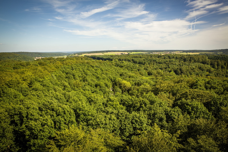 field, rural Scene, trees, nature park, blue, lush foliage, steigerwald, foliage, agriculture, holiday, hiking, upper franconia, tranquil scene, lower franconia