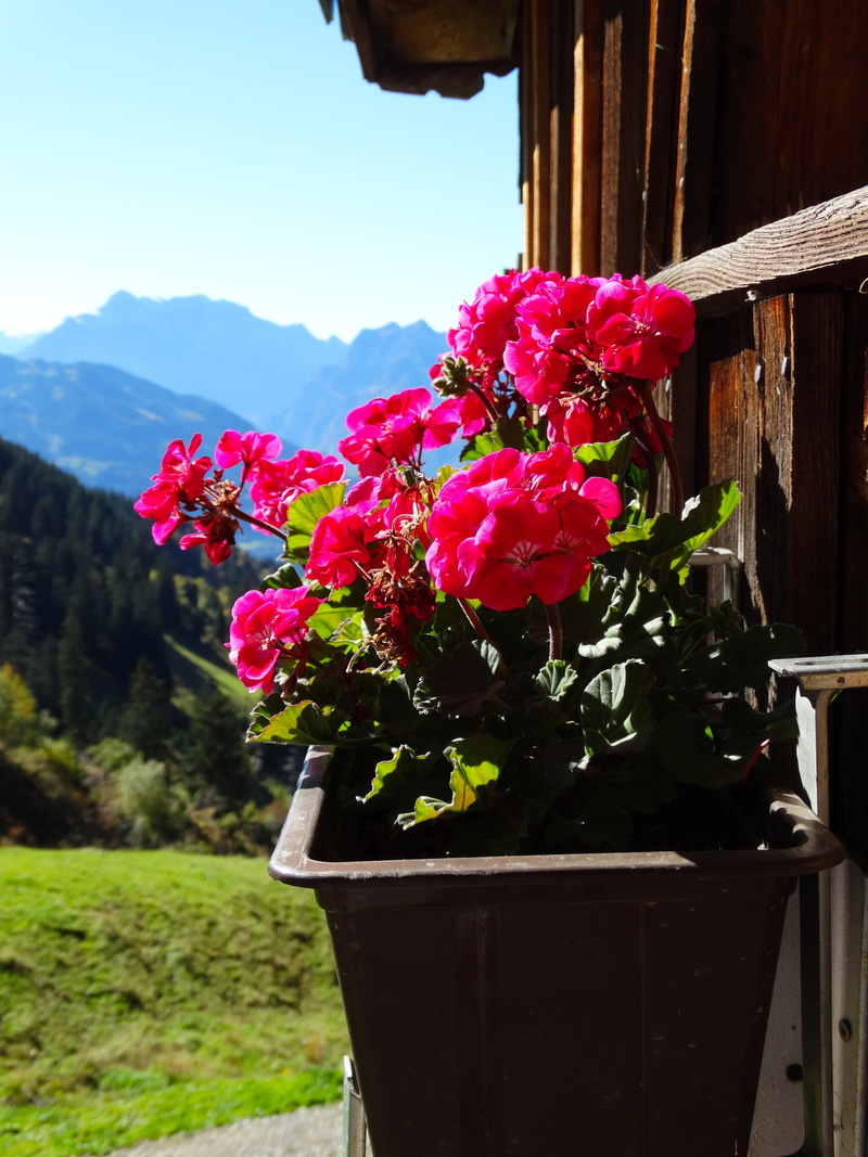 growth, potted plant, wood - material, day, window box, sky, plant, mountain view, nature, vulnerability, foresight, petal, 5K, mountain world, flower arrangement