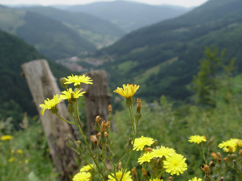 Wild Flowers, freshness, mountain flower, hiking, foresight, no people, Meadow, vulnerability, distant view, growth, mountain, flowering plant, yellow