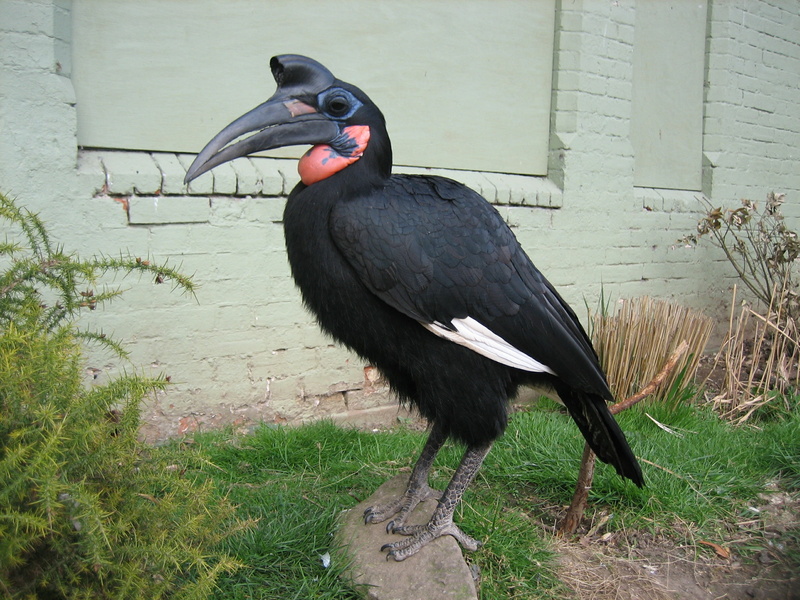 birds, tropical, zoo, 2K, weird, hd, bird, animals