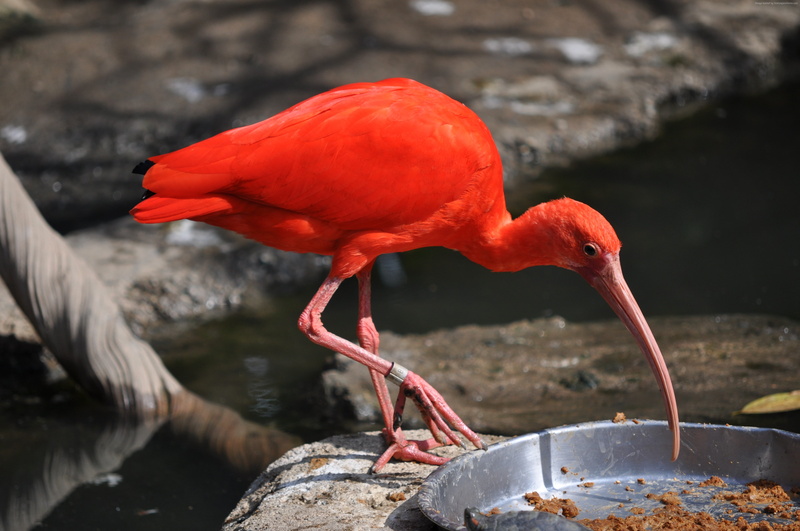 nature, zoo, 4K, bird, animal, tourism, Weird Red Bird, pond