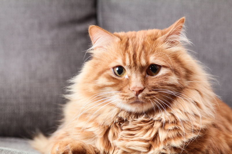 5K, long, sit, fur leather, hair, eye, face, people, relaxation, fluffy, wrap, whisker, close, indoors, domestic animals, feline, softness, looking, animals