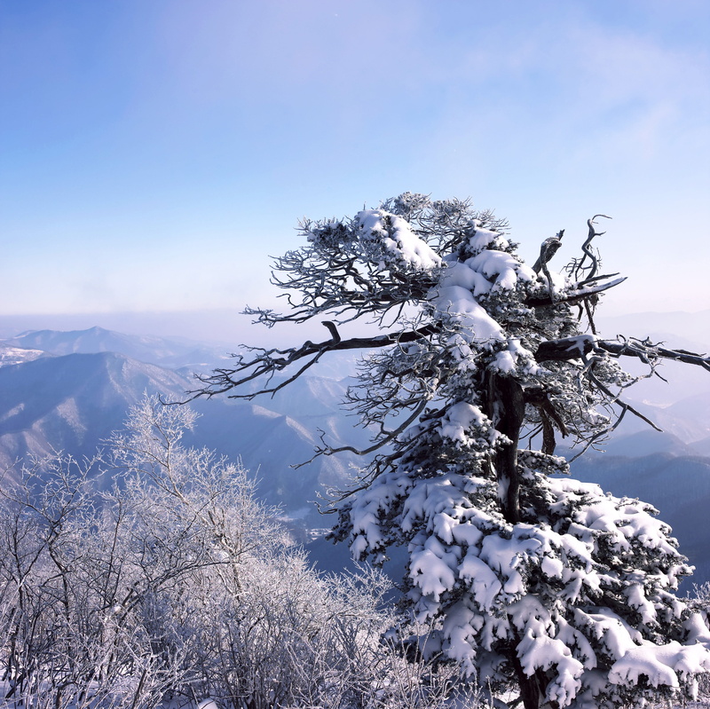 non-urban scene, growth, tree, beauty in nature, season, narrative, tranquil scene, attention, day, environment, cold temperature, tranquility, mountain