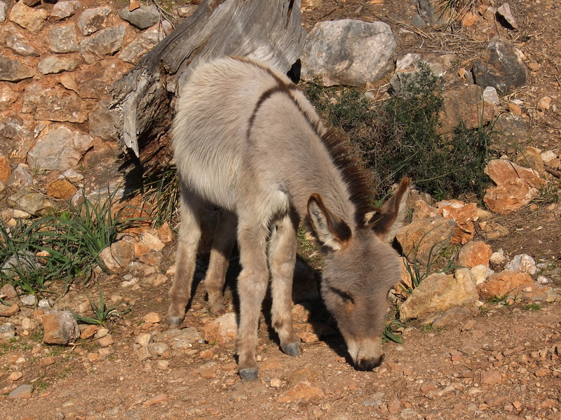 karg, animal themes, flock, outdoors, vertebrate, day, Mediterranean, plant, running, animal wildlife, mammal, herbivorous, solid, trustful, steinig, domestic animals