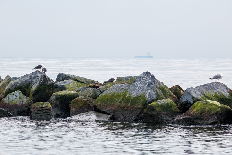 helgoland, rock, no people, sea, 1080P, scenics - nature, beauty in nature, outdoors, dune, animal, sky, solid, animal themes, nature, day, tranquility