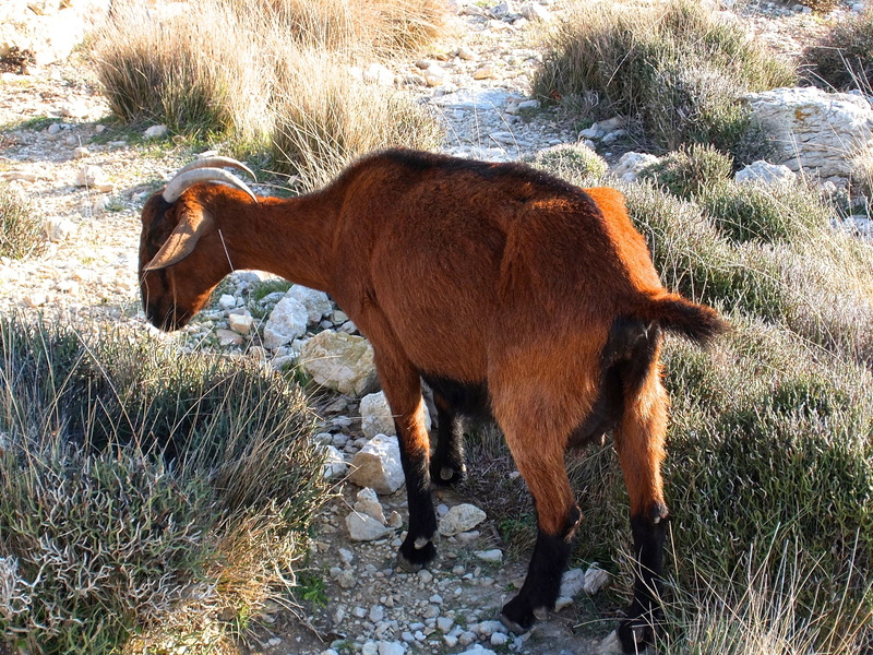 domestic, animal themes, herbivorous, domestic animals, field, plant, mammal, land, nature, island, standing, trustful, mediterranean, pets, karg, running
