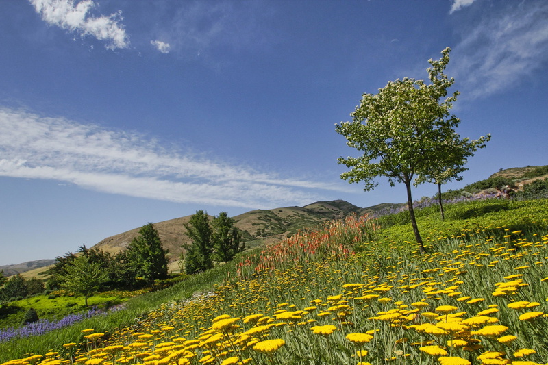 garden, flowers, red, Red Butte Garden, 1080P, Utah, Salt Lake City, butte