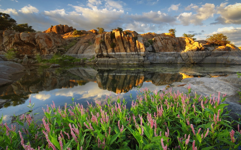 Watson, Flowers, Stones, Lake, Arizona, 1080P, USA, Prescott