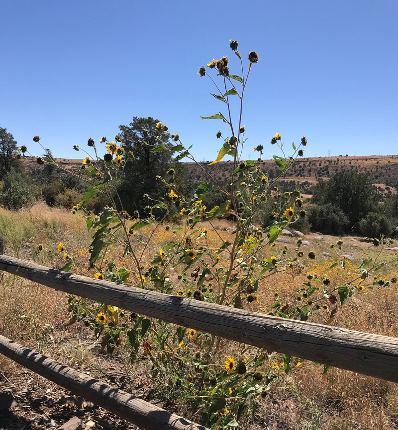 beauty in nature, tranquility, land, environment, 2K, clear sky, prescott, autumn, arid climate, succulent plant, landscape, growth, scenics - nature