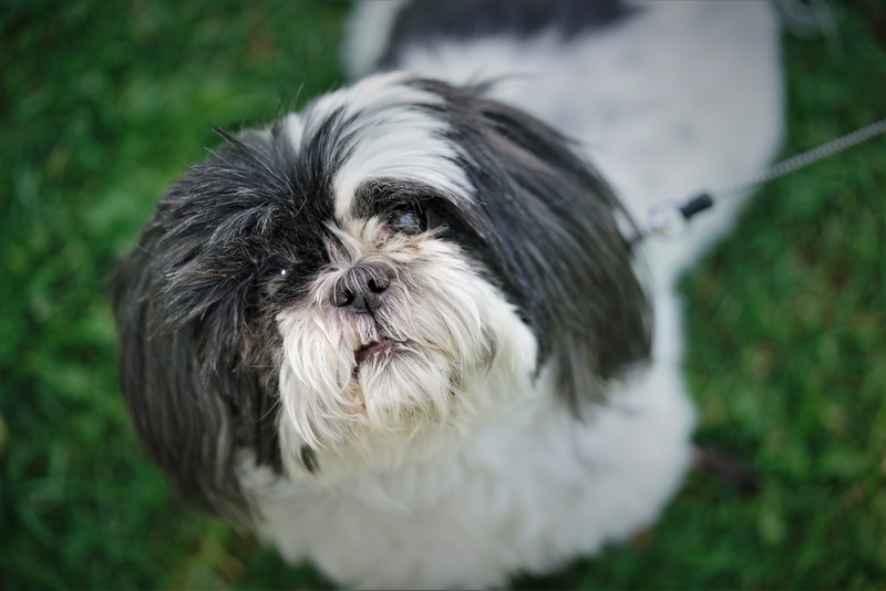 shih tzu, grass, focus on foreground, canine, animal head, lap dog, small, pets, white color, purebred dog, animal themes, hair, no people, domestic animals