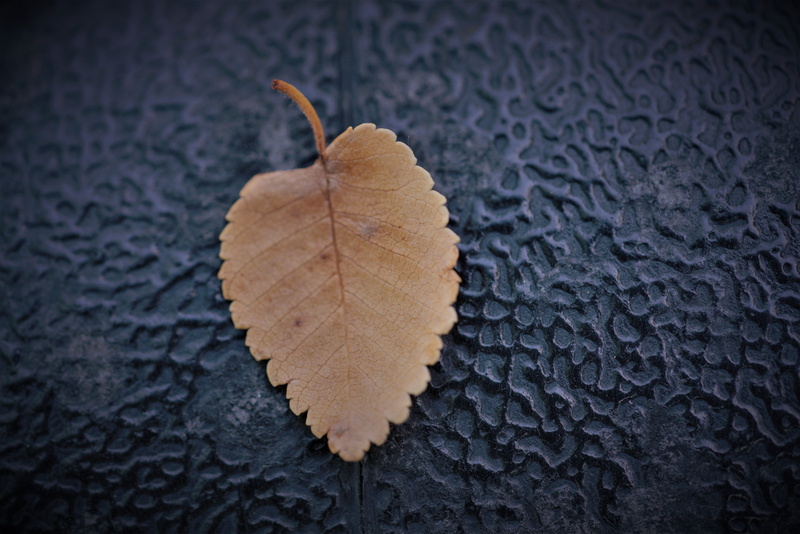 pattern, plant part, change, plant, yellow, orange color, natural pattern, leaf vein, leaf, vignette, selective focus, 8K, still life, textured, outdoors