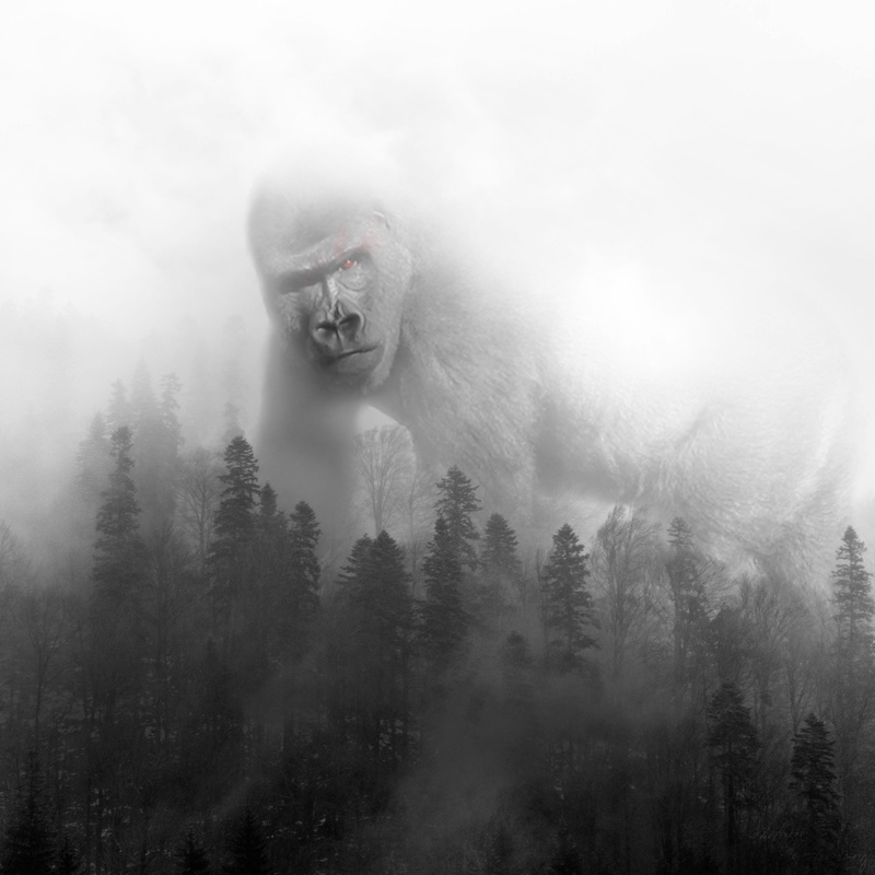 King Kong, animal eyes, forest, gorillas, 2K, mist
