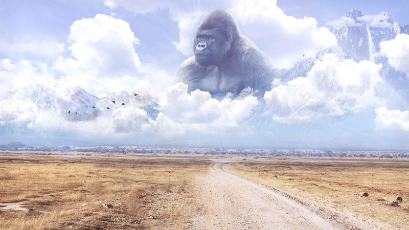 landscape, 1080P, monkey, harambe, road, clouds