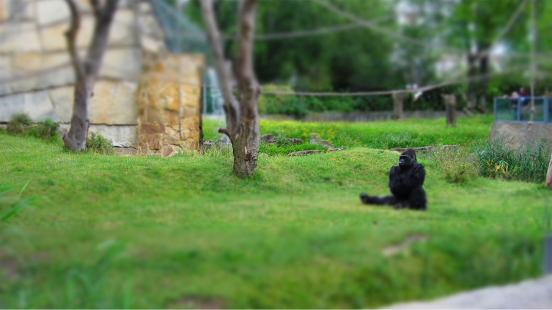 Harambe, Gorillas, zoo, 1080P, Alone