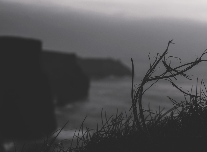 grass, beach, nature, moher, fog, growth, plant, tree, beauty in nature, land, focus on foreground, ireland, scenics - nature, no people, water, 4K, tranquility