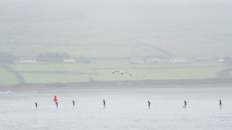 paddleboarding, atlantic, seagull, day, bird, ocean, nature, men, dingle, sport, 4K, sheep, hazy, scenics - nature, sea, ireland, water sports, waterfront