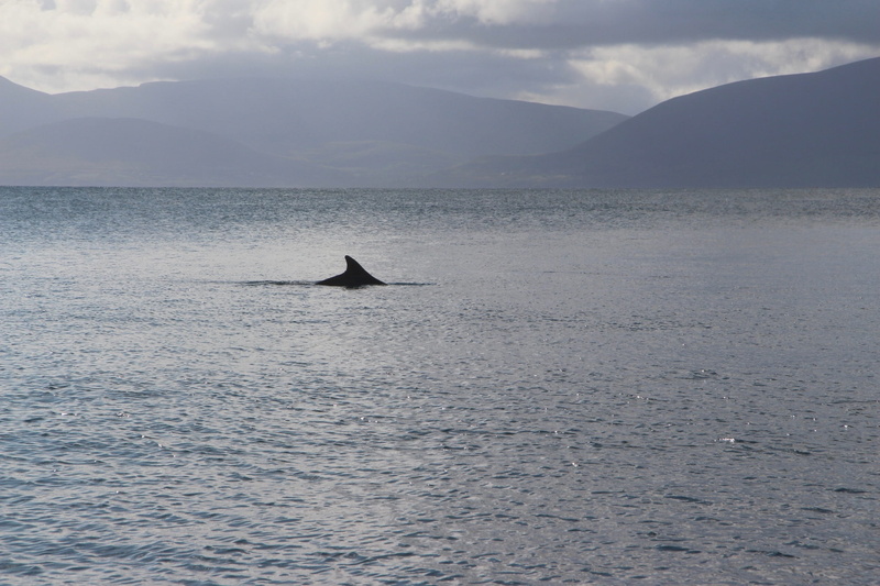 tail fin, dingle, 2K, fungie, outdoors, animal, animal wildlife, animals in the wild, sea, marine, ireland, mammal, aquatic mammal, vertebrate, swimming