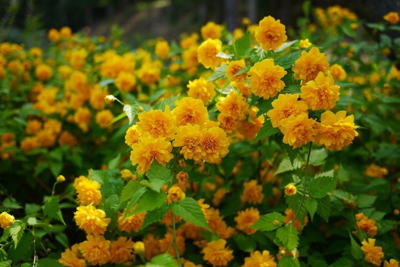 kerry, 1080P, japanese, flowers, shrubs, Kerry Japanese