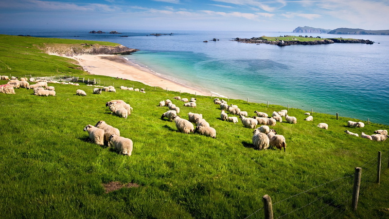 sky, water ripples, landscape, rocks, 1080P, grass, water, mountains, nature, coast, County Kerry, horizon, Blasket Islands, fence, clouds, sand, sheep