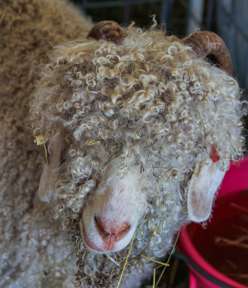 Angora Goat, animal themes, no people, wilderness, close-up, Mohair, herbivorous, nature, mammal, zoology, domestic animals, domestic, environment, wild