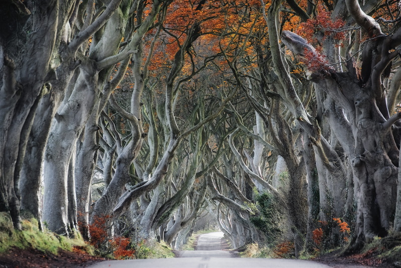dark_hedge, scenics - nature, nature, game_of_throne, gray, beauty in nature, tranquility, trunk, beside, 5K, autumn, painting, treelined, orange, tree