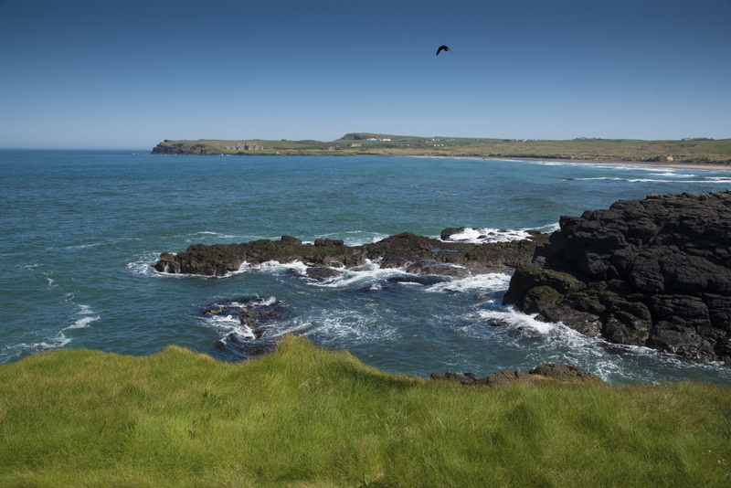 north coast, animal, grass, outdoors, vertebrate, bird, county antrim, coast, tourist, beauty in nature, animal themes, blue, tourism, water, no people