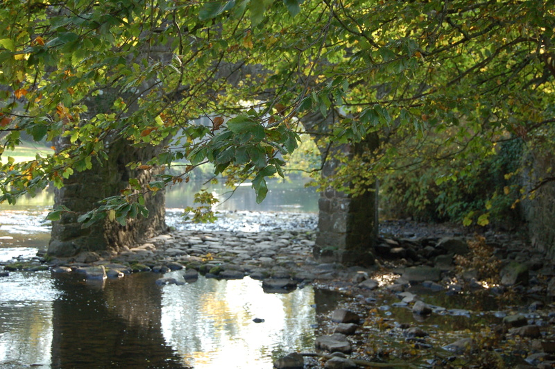 growth, outdoors, forest, river, day, plant part, no people, nature, tree, branch, reflection, scenics - nature, castle, 2K, antrim, land, beauty in nature