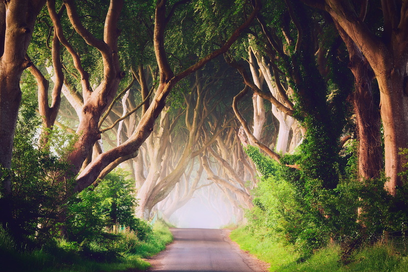 1080P, the road Bregagh Road, fog, Dark alley, morning, Ballymoney, Antrim County, trees, Northern Ireland