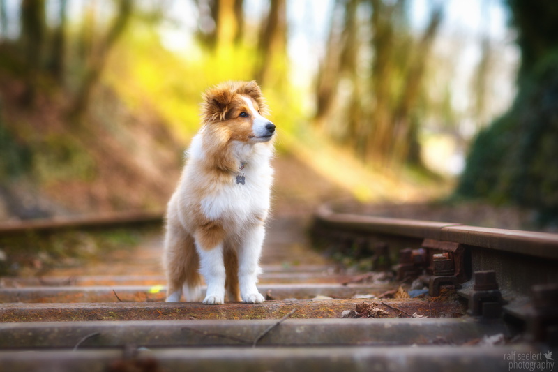 4K, Shetland Sheepdog, 4K