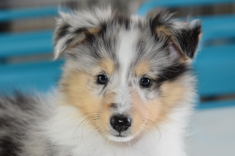 mammal, hair, vertebrate, domestic, female, tenderness, adorable, whisker, animal body part, close-up, pets, looking at camera, puppy, doggie, dog, no people