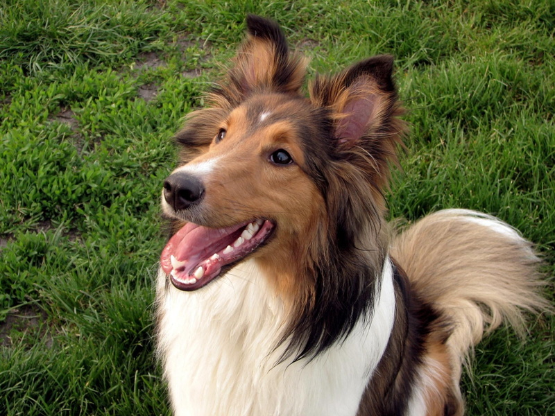 white, fur, animal Nose, furry, face, shepherd, nature, mammal, sitting, panting, no People, lying Down, animal Head, one Animal, shetland Sheepdog, mouth open