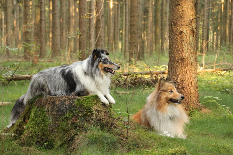 tree trunk, no people, pets, dog, animal, tree, shetland sheep dog, plant, mammal, trunk, animal themes, border collie, shelties, two animals, day, canine