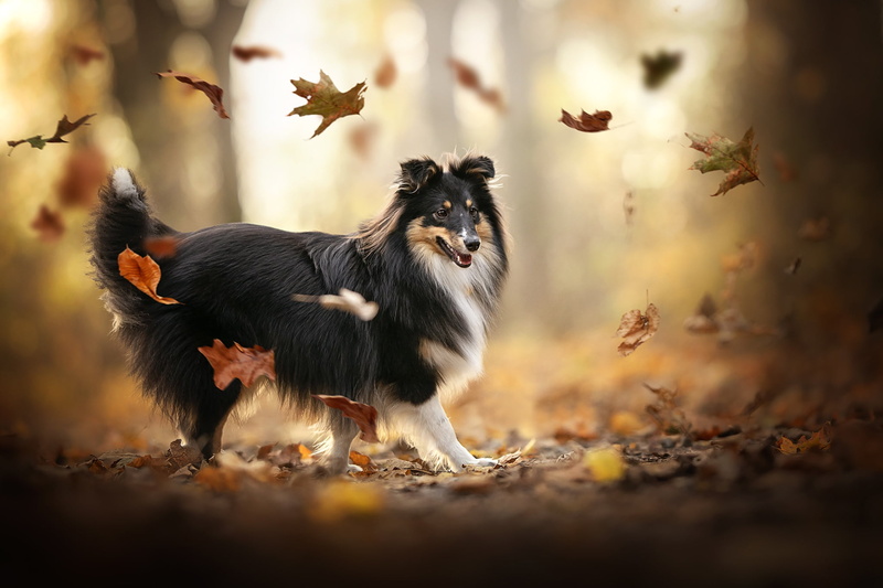 dog, autumn, Shetland Sheepdog, Sheltie, leaves, 1080P, bokeh, mood