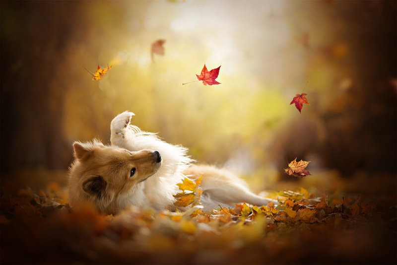 dog, Sheltie, 1080P, leaves, the game, bokeh, Shetland Sheepdog, autumn