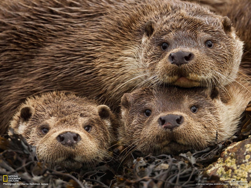 brown, young animal, animals in the wild, vertebrate, two animals, eurasian, animal family, underwater, national, three, togetherness, no people, close-up