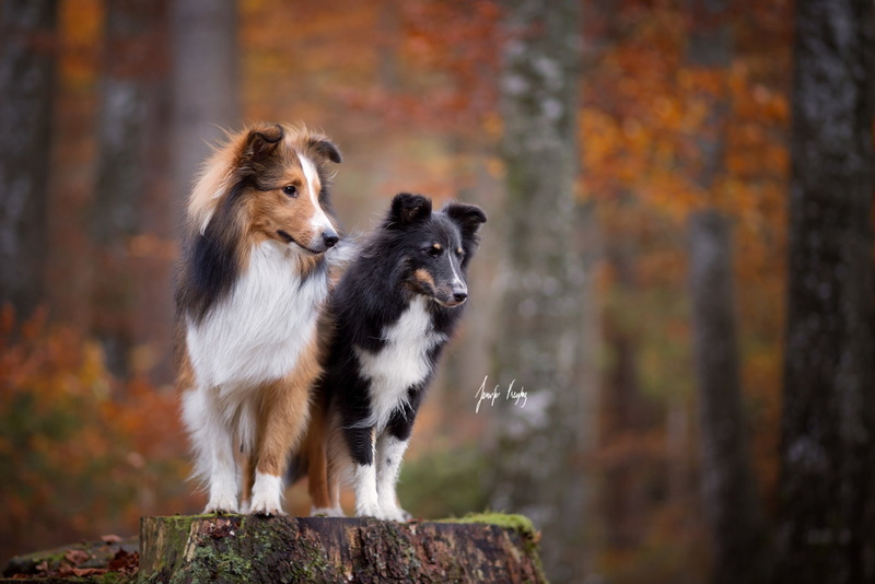 Shetland Sheepdog, 1080P, Dogs