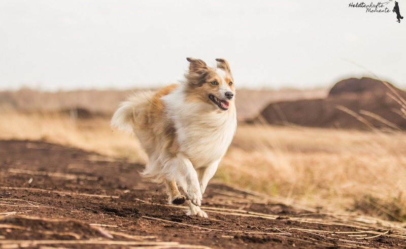 Shetland Sheepdog, 1080P, Dogs