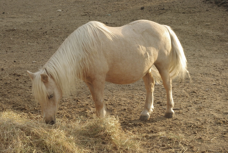 vertebrate, mane, horse, pets, livestock, herbivorous, outdoors, feed, animal themes, one animal, field, 4K, pony, grazing, land, domestic animals, ecru