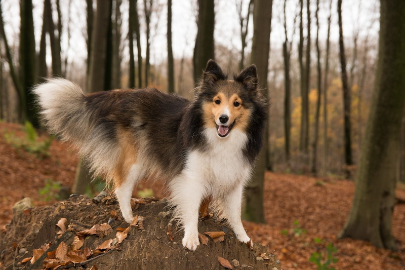 1080P, Dogs, Shetland Sheepdog