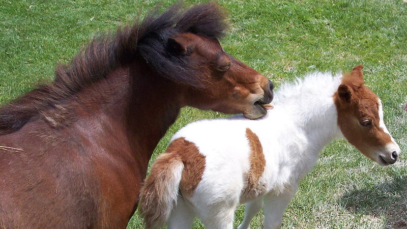 white, shetl, pets, horse, ponies, shetland ponies, 1080P, nature, brown, kid, animals, horses