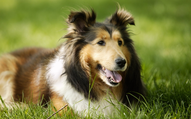 animal themes, tan, meadow, grass, canine, friendship, muzzle, one Animal, no People, looking, vertebrate, green Color, long, coated, park - Man Made Space