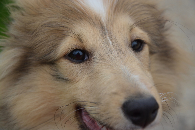 golden retriever, look, next dog, purebred dog, looking at camera, snout, one animal, portrait, retriever, 5K, hair, animal hair, animal eye, animal, whisker