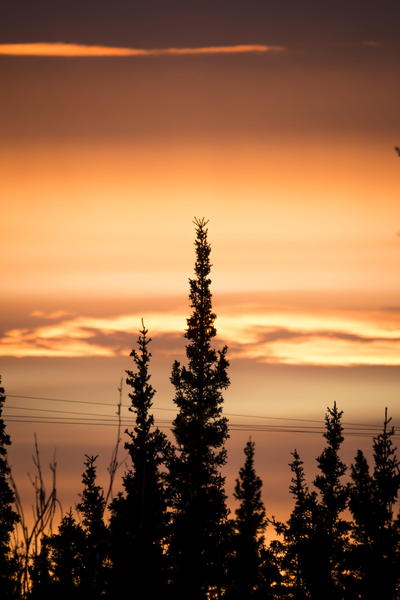dawn, sunset, tranquil scene, tranquility, scenics - nature, dusk, sky, red sky, non-urban scene, united states, nature, flora, coniferous tree, spruce