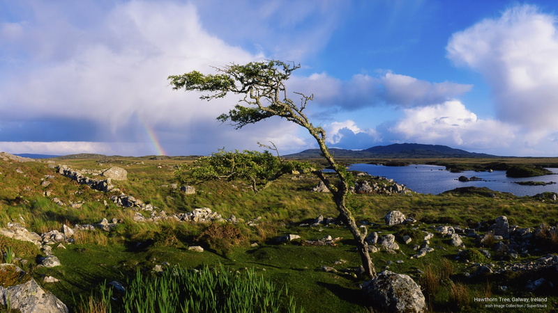 2K, Nature, hawthorn, galway, ireland, tree