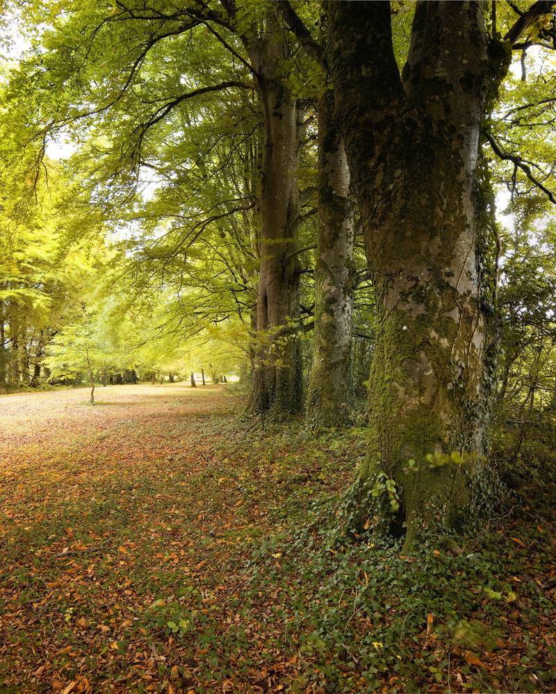 walk, woodland, green color, light, scenic, tuam, galway, plant, green, beauty in nature, mystical, tranquility, tree trunk, leaf, growth, plant part, autumn
