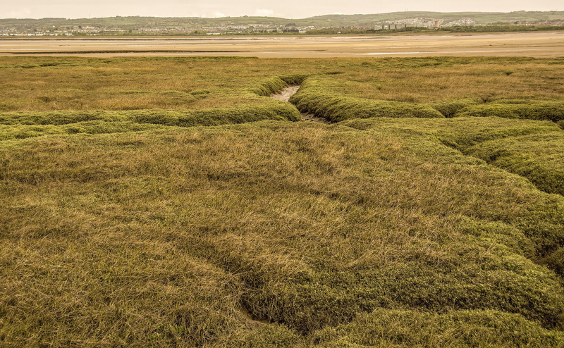 rolling landscape, nature, scenics - nature, day, landscape, sky, 4K, agriculture, no people, grass, outdoors, beauty in nature, wetlands, growth, non-urban scene