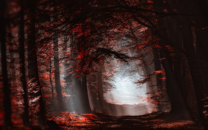 beauty in nature, tree trunk, sunlight, tranquil scene, forest, red, tree, mist, tranquility, leaves, autumn, day, trees, plant, trunk, fall, growth, landscape