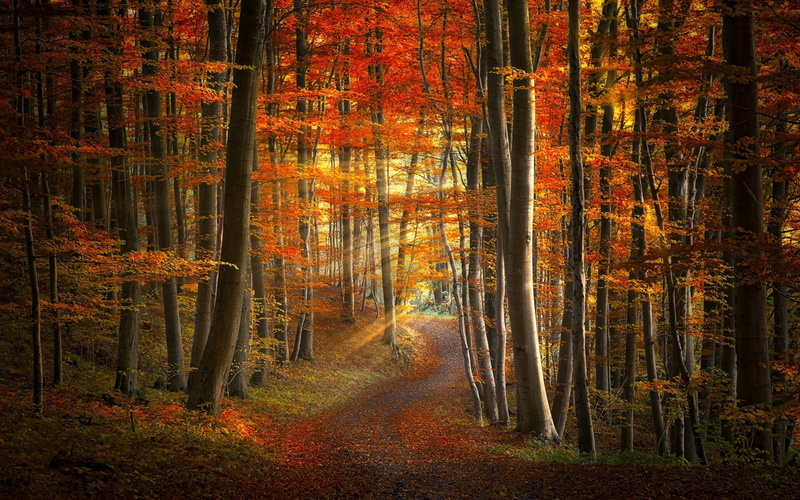 colorful, landscape, path, leaves, 1080P, forest, sun rays, nature, sunlight, fall, road, trees