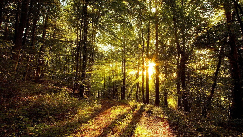 sunbeam, beauty in nature, nature, growth, streaming, leaves, tranquility, sun rays, forest, lens flare, plant, tranquil scene, no people, non-urban scene