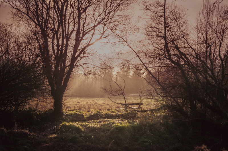branch, no people, land, background, light, forest, plant, bench, field, nature, woodland, tree trunk, belfast, day, january, landscape, tranquility, 5K